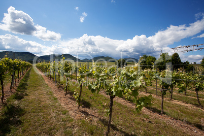 Weinberge in Rheinland Pfalz