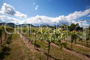 Weinberge in Rheinland Pfalz