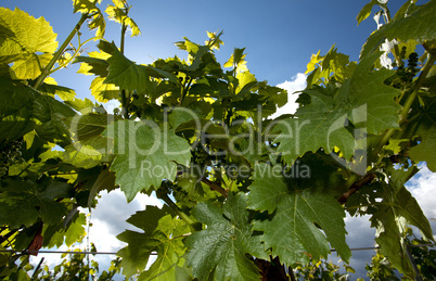 Weinberge in Rheinland Pfalz