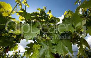 Weinberge in Rheinland Pfalz