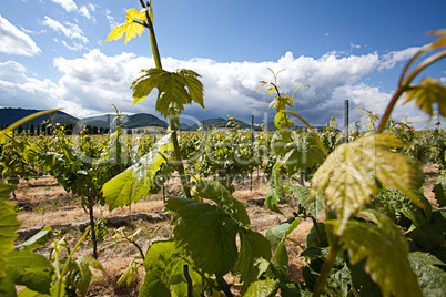 Weinberge in Rheinland Pfalz