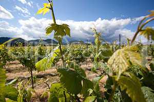 Weinberge in Rheinland Pfalz