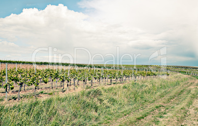 Weinberge in Rheinland Pfalz