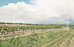 Weinberge in Rheinland Pfalz