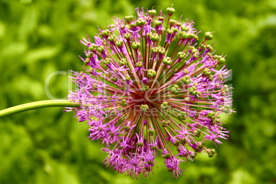 Inflorescence of allium