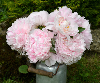 rosa Pfingstrosen im Garten