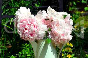 rosa Pfingstrosen im Garten
