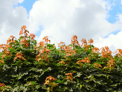 Maple branches