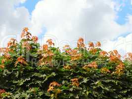 Maple branches