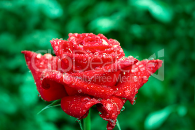 Blooming roses after rain