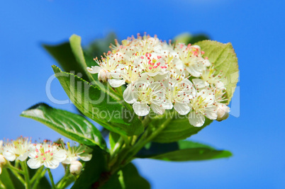 Apfelbeere Bluete - chokeberries flower 02