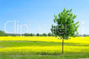 Rapsfeld mit Baum - rape field and tree 01