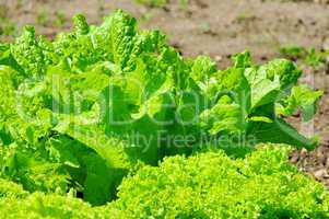 Salat Beet - leaf lettuce in garden 01