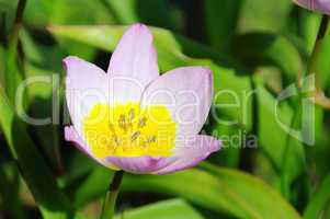 Tulpe rosa gelb - tulip pink yellow 01