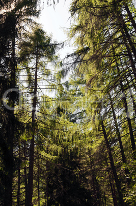 Norway spruce forest