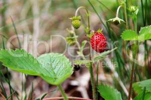 woodland strawberry