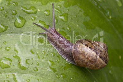 Snail moving in a Garden