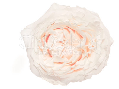 Cream colored rose isolated