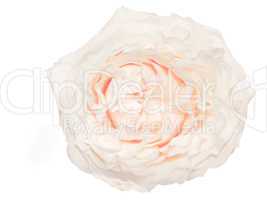 Cream colored rose isolated