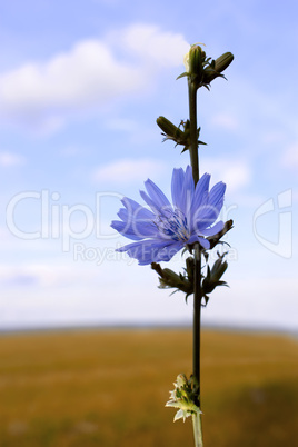 Chicory flower