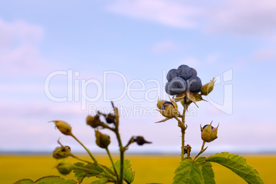 Bluish blackberries berries