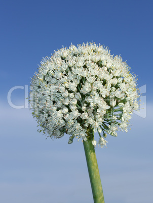 Inflorescence of onion. Vertical