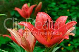 Pink lily in flowerbed
