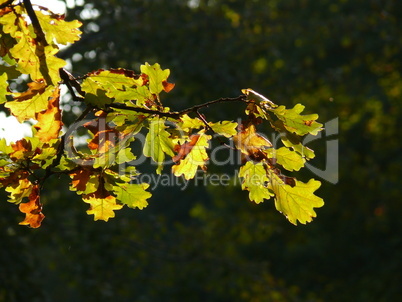 Eichenblätter im Herbst