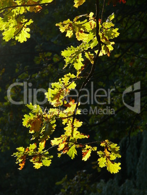 Eichenblätter im Herbst Eichenblätter im Herbst