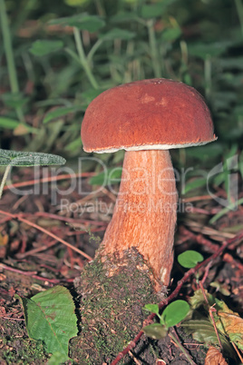 Mushroom in their environment