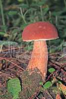Mushroom in their environment