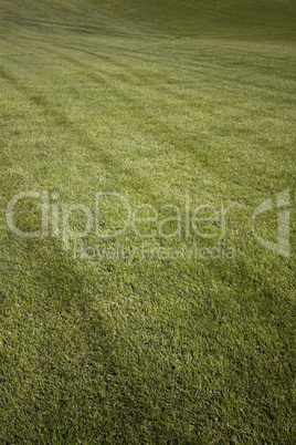 Green fresh cut grass ona summer day. park yard outdoors