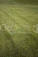 Green fresh cut grass ona summer day. park yard outdoors