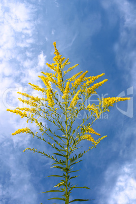 Inflorescence yellow wildflowers