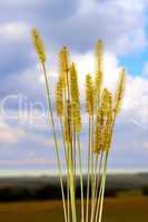 Inflorescence cereal weeds