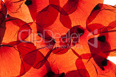 Rote Mohnblumenblätter