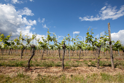 Weinberge in Rheinland Pfalz