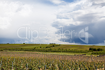 Weinberge in Rheinland Pfalz