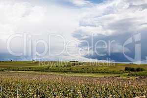 Weinberge in Rheinland Pfalz