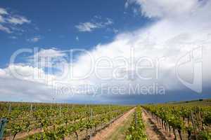 Weinberge in Rheinland Pfalz