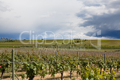 Weinberge in Rheinland Pfalz