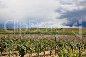 Weinberge in Rheinland Pfalz