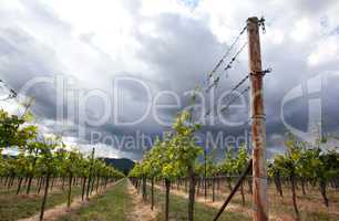 Weinberge in Rheinland Pfalz