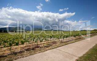 Weinberge in Rheinland Pfalz