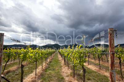 Weinberge in Rheinland Pfalz