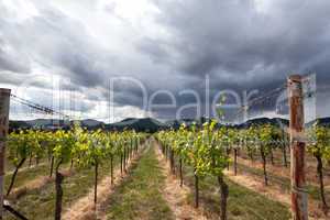 Weinberge in Rheinland Pfalz