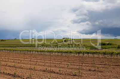 Weinberge in Rheinland Pfalz