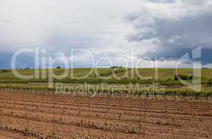 Weinberge in Rheinland Pfalz