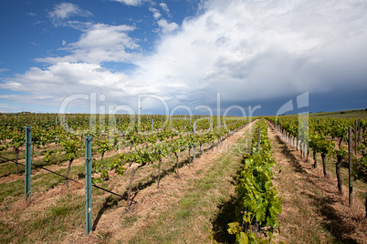 Weinberge in Rheinland Pfalz