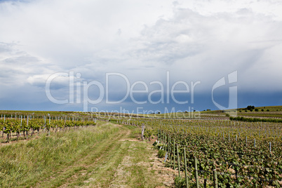 Weinberge in Rheinland Pfalz